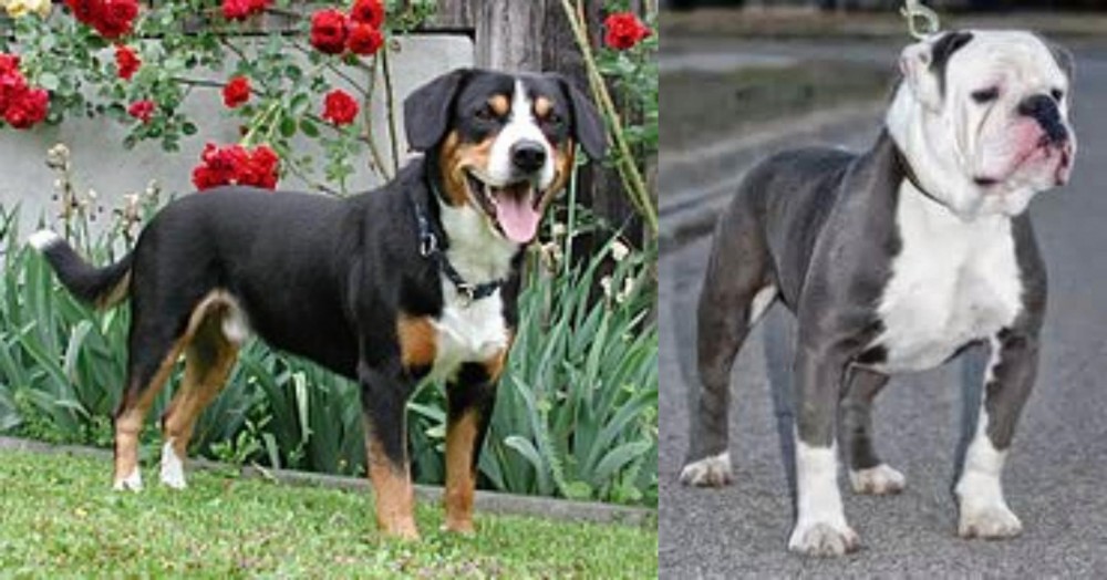 Old English Bulldog vs Entlebucher Mountain Dog - Breed Comparison