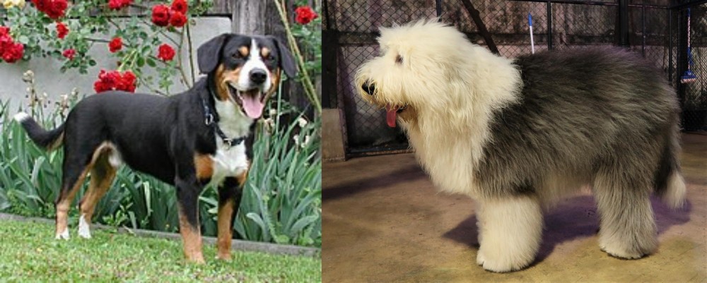 Old English Sheepdog vs Entlebucher Mountain Dog - Breed Comparison