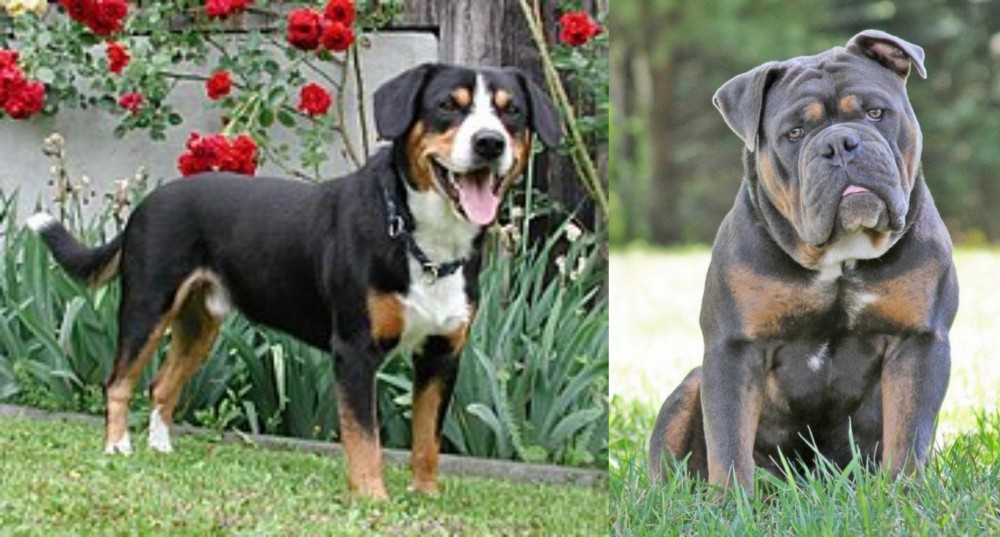 Olde English Bulldogge vs Entlebucher Mountain Dog - Breed Comparison
