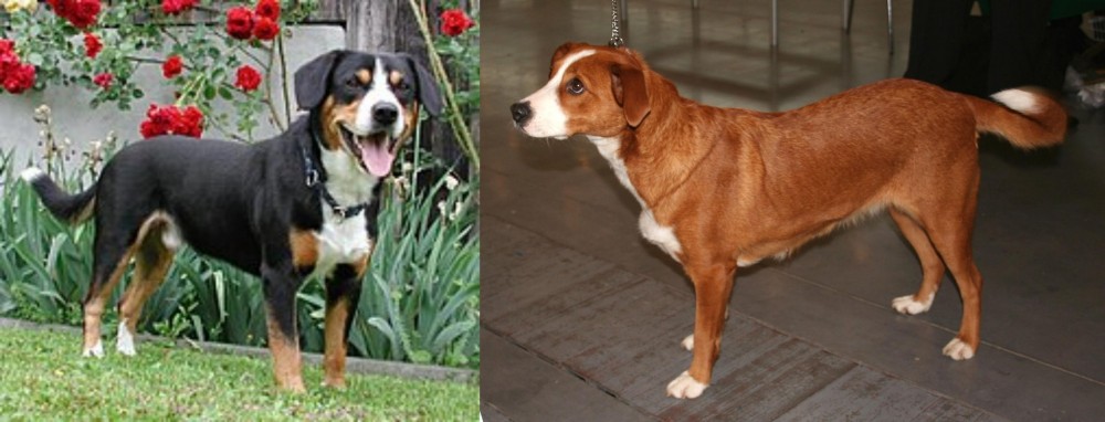 Osterreichischer Kurzhaariger Pinscher vs Entlebucher Mountain Dog - Breed Comparison