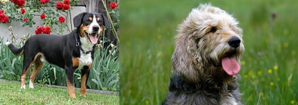 Otterhound vs Entlebucher Mountain Dog - Breed Comparison