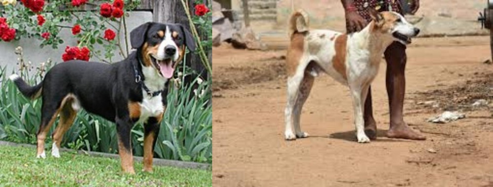 Pandikona vs Entlebucher Mountain Dog - Breed Comparison