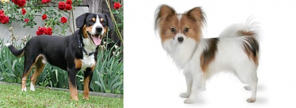 Papillon vs Entlebucher Mountain Dog - Breed Comparison