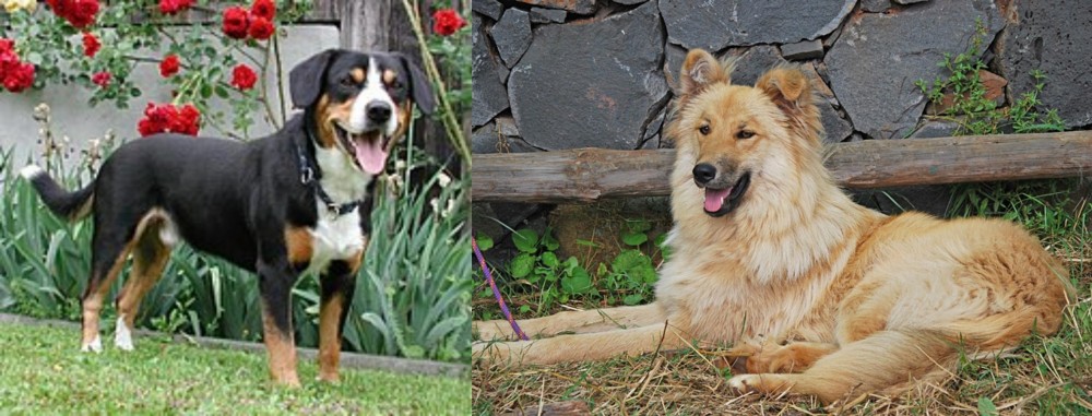 Pastor Garafiano vs Entlebucher Mountain Dog - Breed Comparison