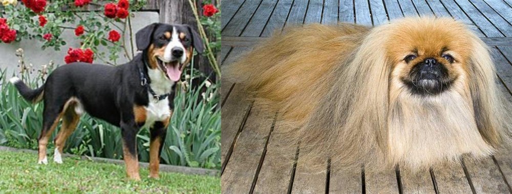 Pekingese vs Entlebucher Mountain Dog - Breed Comparison