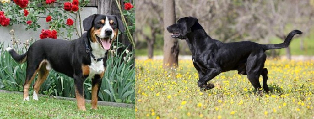 Perro de Pastor Mallorquin vs Entlebucher Mountain Dog - Breed Comparison
