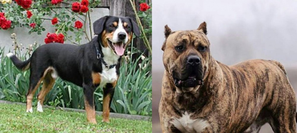 Perro de Presa Canario vs Entlebucher Mountain Dog - Breed Comparison