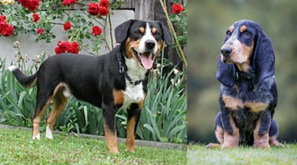 Petit Bleu de Gascogne vs Entlebucher Mountain Dog - Breed Comparison