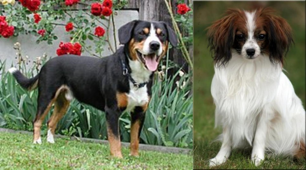 Phalene vs Entlebucher Mountain Dog - Breed Comparison
