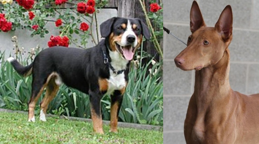 Pharaoh Hound vs Entlebucher Mountain Dog - Breed Comparison