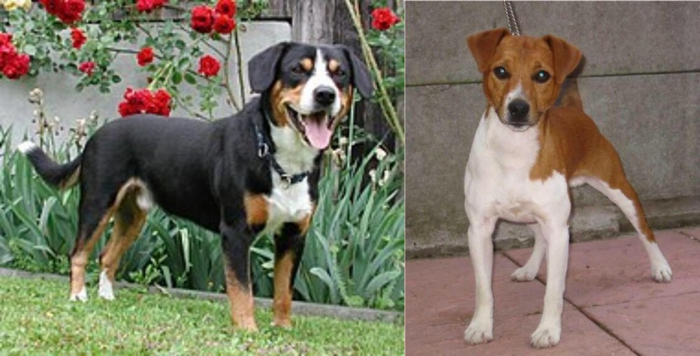 Plummer Terrier vs Entlebucher Mountain Dog - Breed Comparison