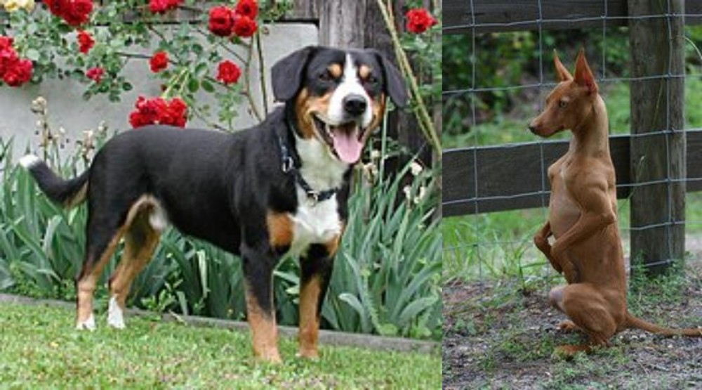 Podenco Andaluz vs Entlebucher Mountain Dog - Breed Comparison