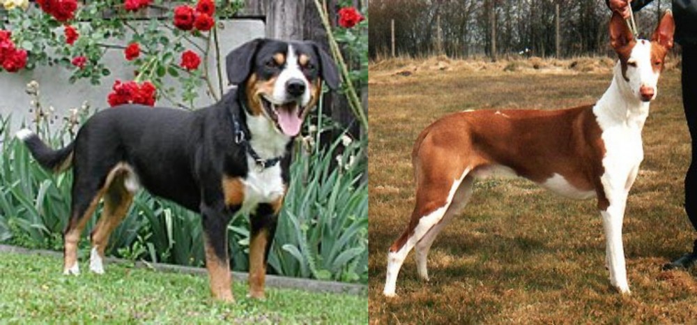 Podenco Canario vs Entlebucher Mountain Dog - Breed Comparison