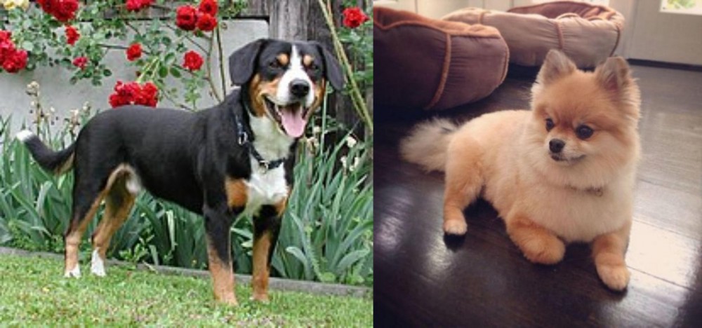 Pomeranian vs Entlebucher Mountain Dog - Breed Comparison