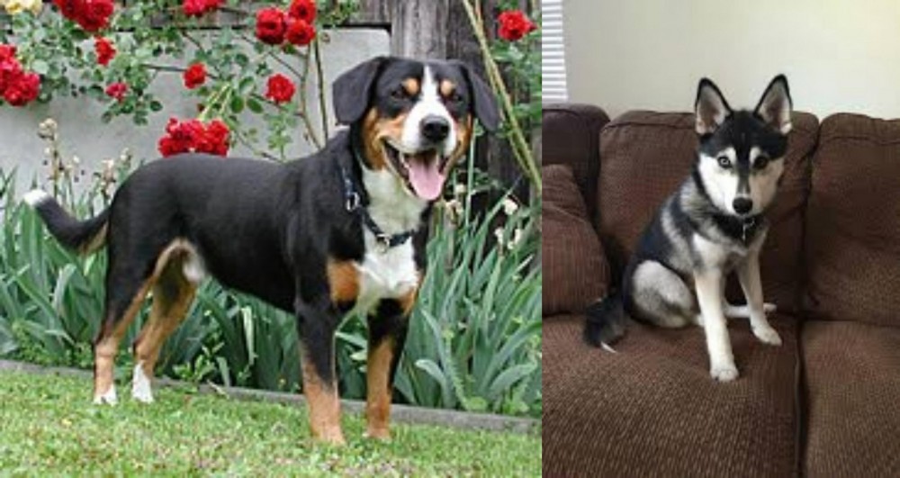 Pomsky vs Entlebucher Mountain Dog - Breed Comparison