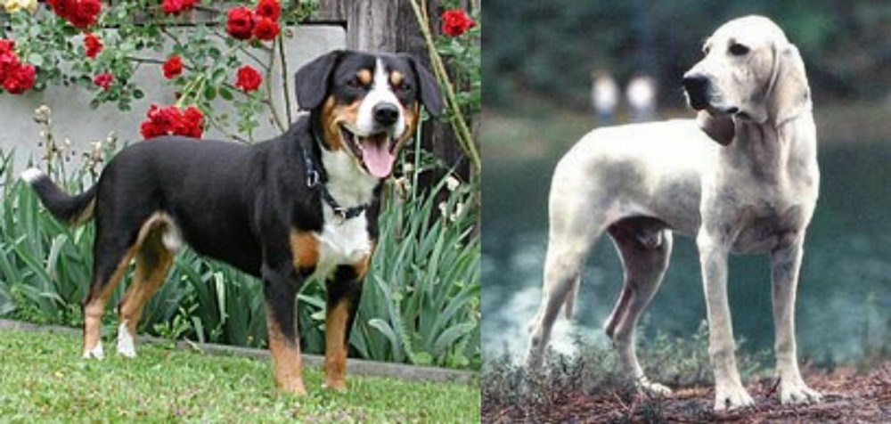 Porcelaine vs Entlebucher Mountain Dog - Breed Comparison