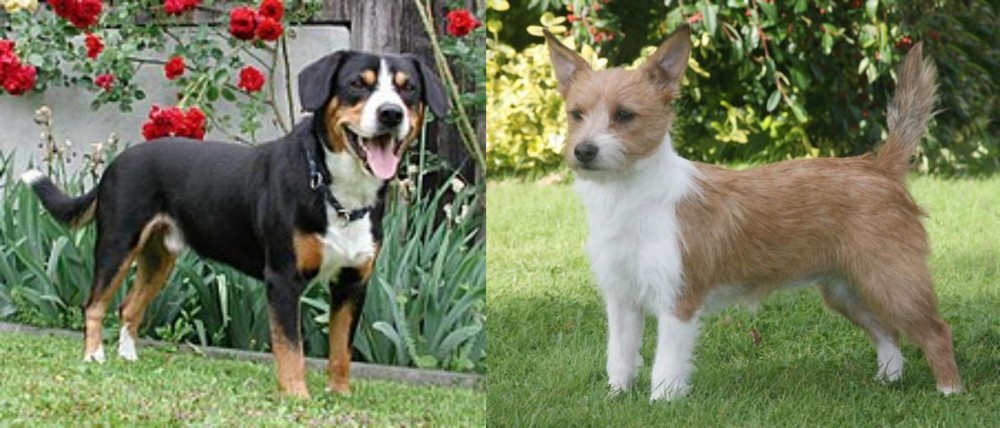 Portuguese Podengo vs Entlebucher Mountain Dog - Breed Comparison