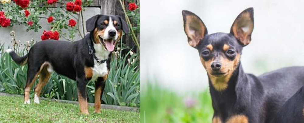 Prazsky Krysarik vs Entlebucher Mountain Dog - Breed Comparison