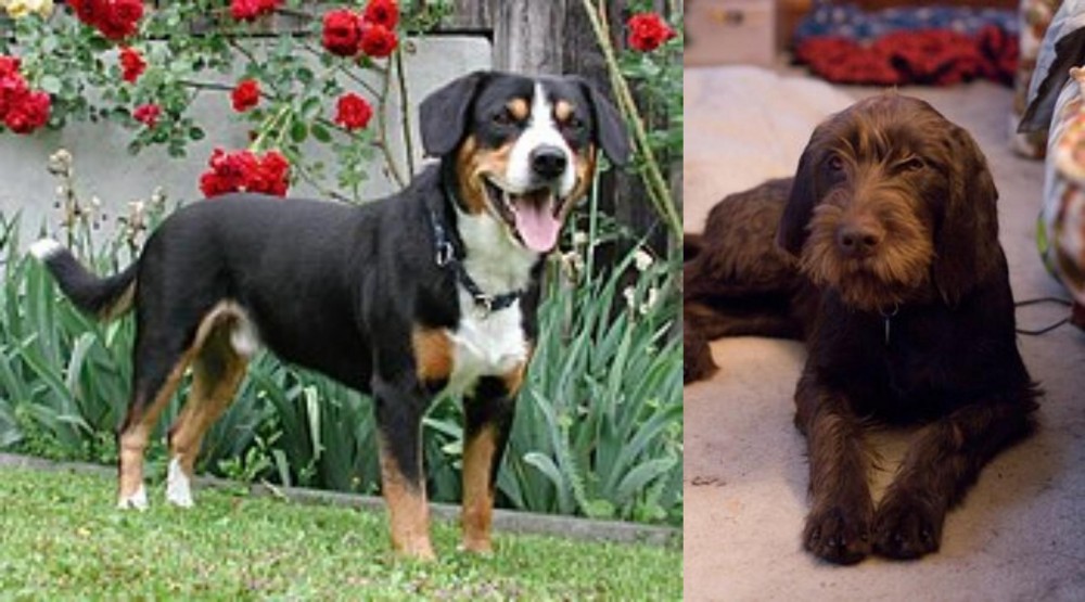 Pudelpointer vs Entlebucher Mountain Dog - Breed Comparison