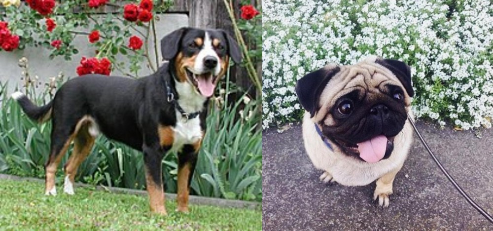 Pug vs Entlebucher Mountain Dog - Breed Comparison