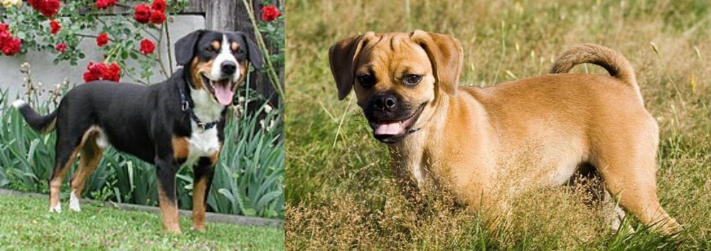 Puggle vs Entlebucher Mountain Dog - Breed Comparison