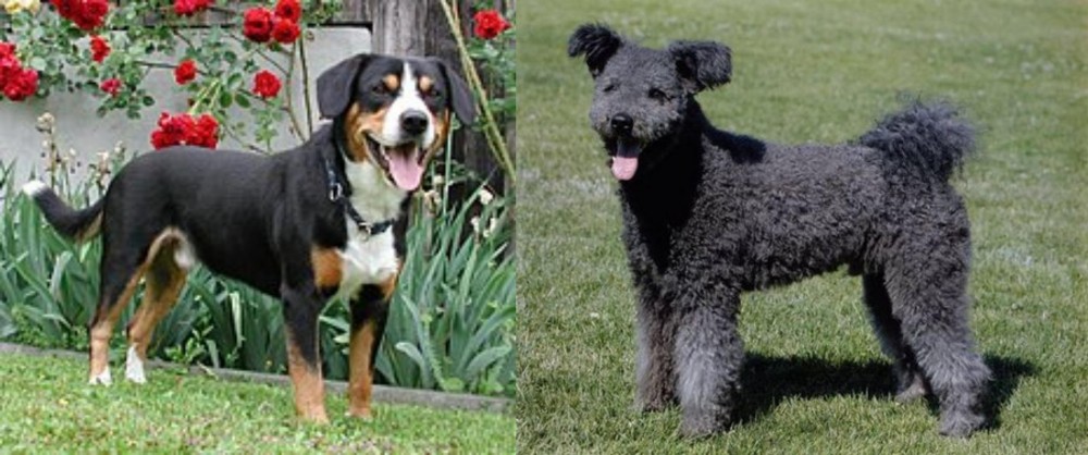 Pumi vs Entlebucher Mountain Dog - Breed Comparison