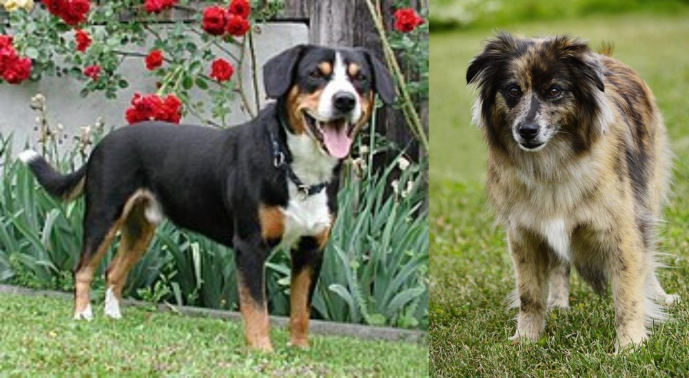 Pyrenean Shepherd vs Entlebucher Mountain Dog - Breed Comparison