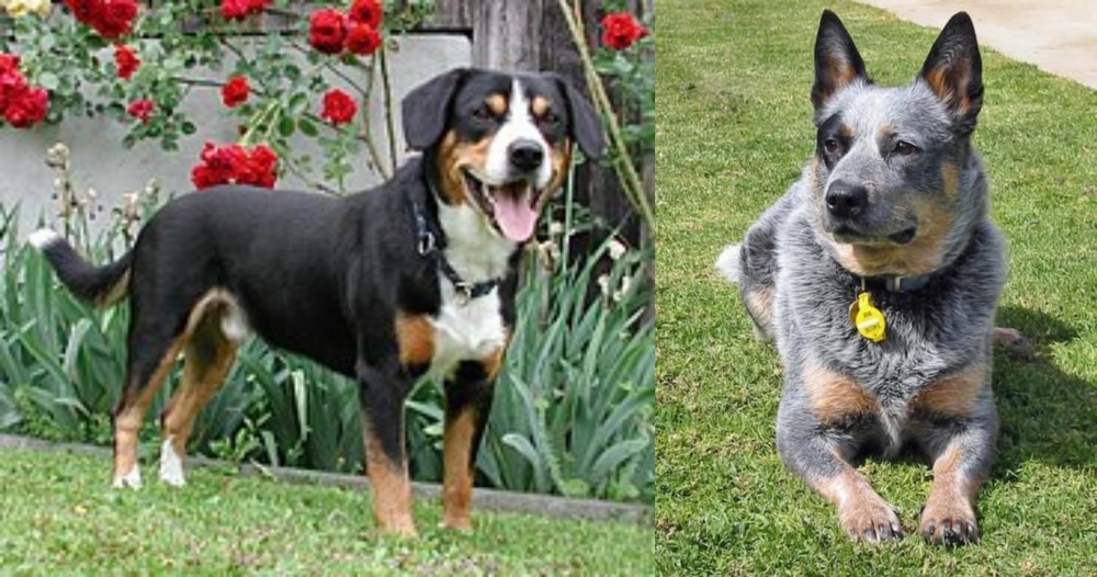 Queensland Heeler vs Entlebucher Mountain Dog - Breed Comparison