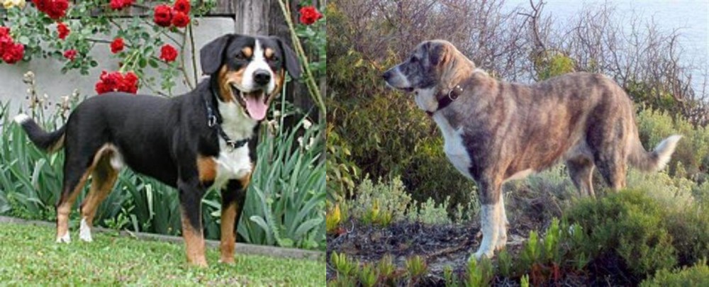 Rafeiro do Alentejo vs Entlebucher Mountain Dog - Breed Comparison