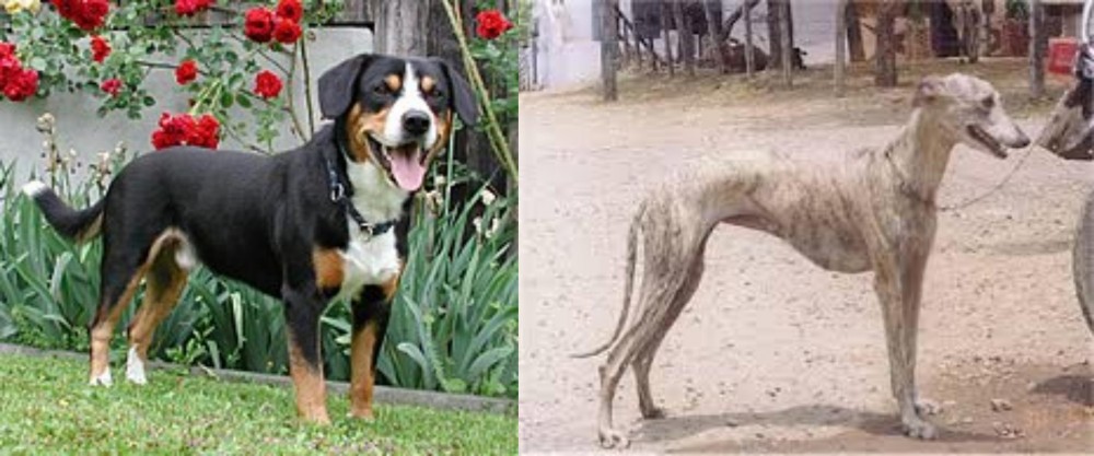 Rampur Greyhound vs Entlebucher Mountain Dog - Breed Comparison