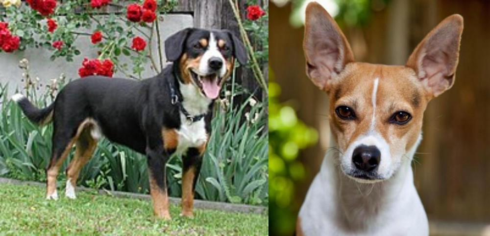 Rat Terrier vs Entlebucher Mountain Dog - Breed Comparison