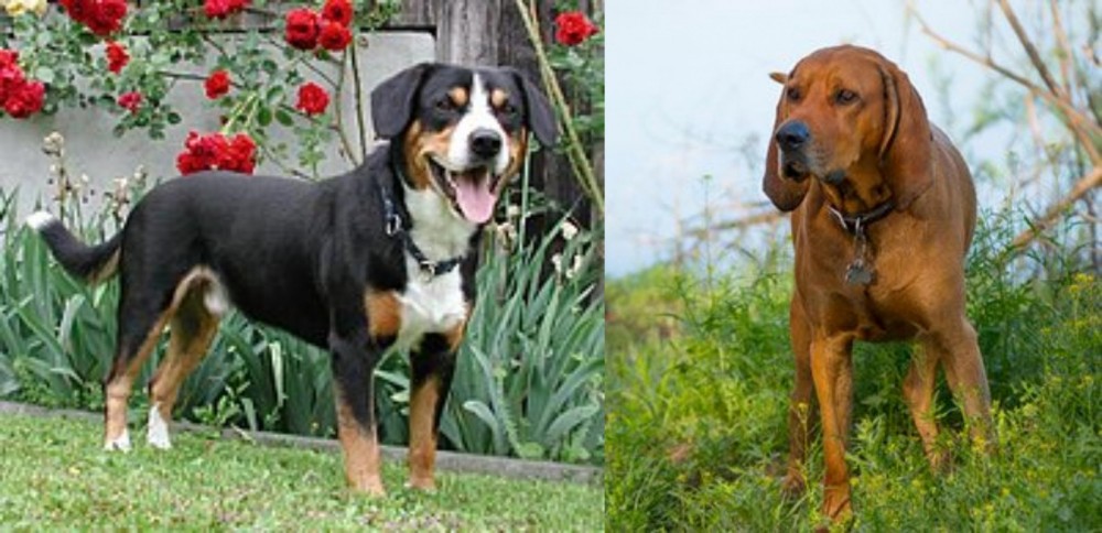 Redbone Coonhound vs Entlebucher Mountain Dog - Breed Comparison