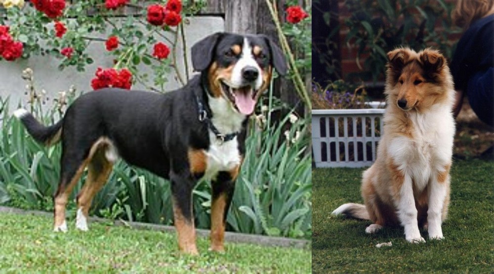 Rough Collie vs Entlebucher Mountain Dog - Breed Comparison