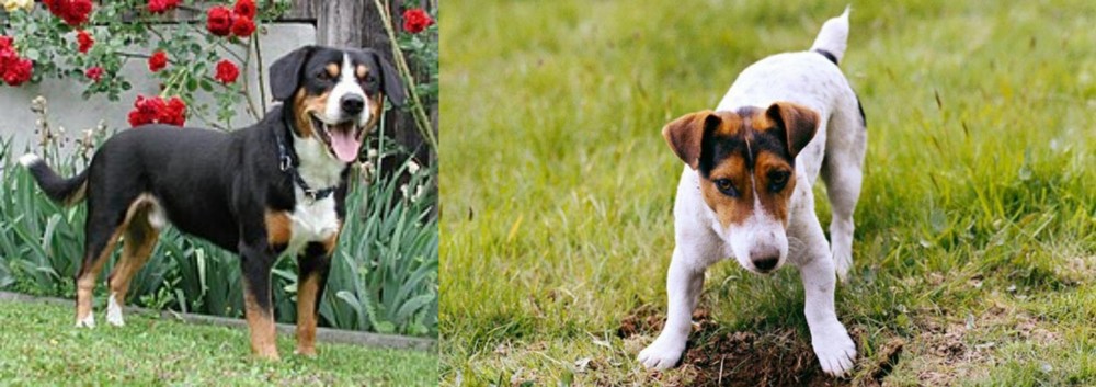 Russell Terrier vs Entlebucher Mountain Dog - Breed Comparison