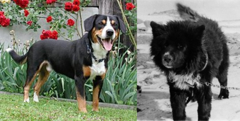 Sakhalin Husky vs Entlebucher Mountain Dog - Breed Comparison