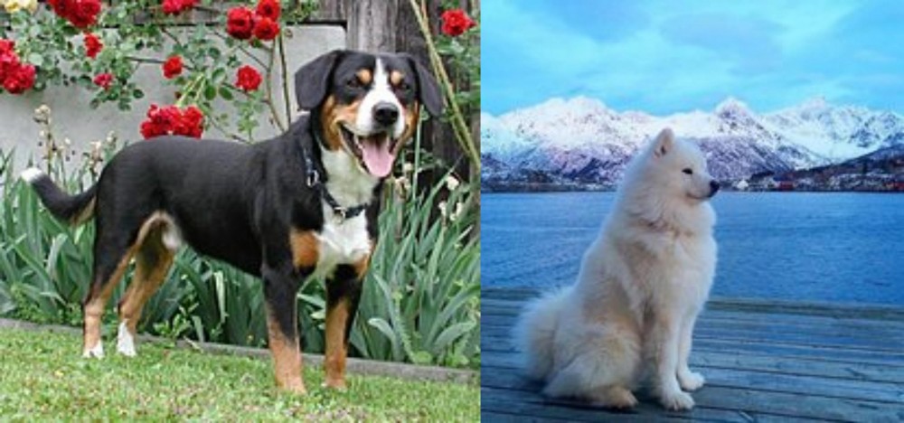Samoyed vs Entlebucher Mountain Dog - Breed Comparison