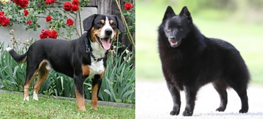 Schipperke vs Entlebucher Mountain Dog - Breed Comparison
