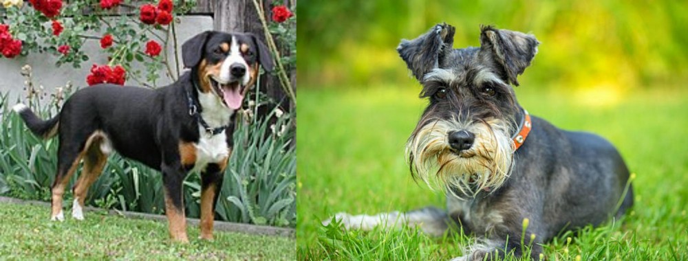 Schnauzer vs Entlebucher Mountain Dog - Breed Comparison