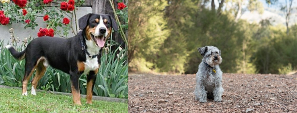 Schnoodle vs Entlebucher Mountain Dog - Breed Comparison