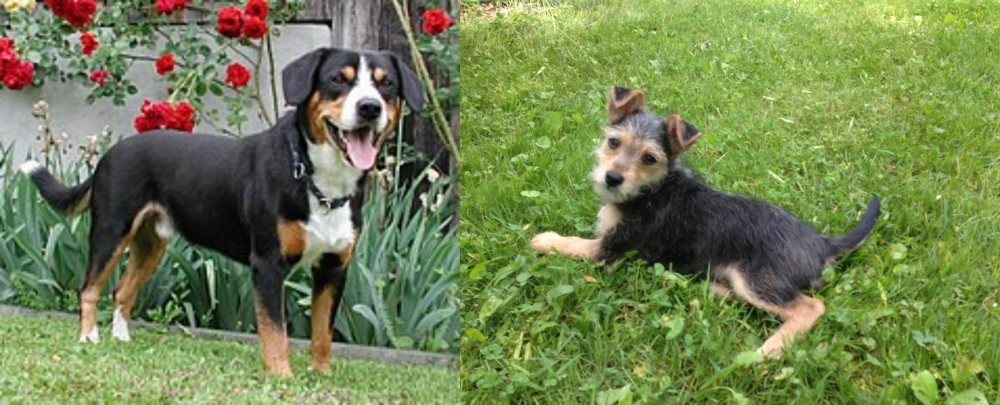 Schnorkie vs Entlebucher Mountain Dog - Breed Comparison
