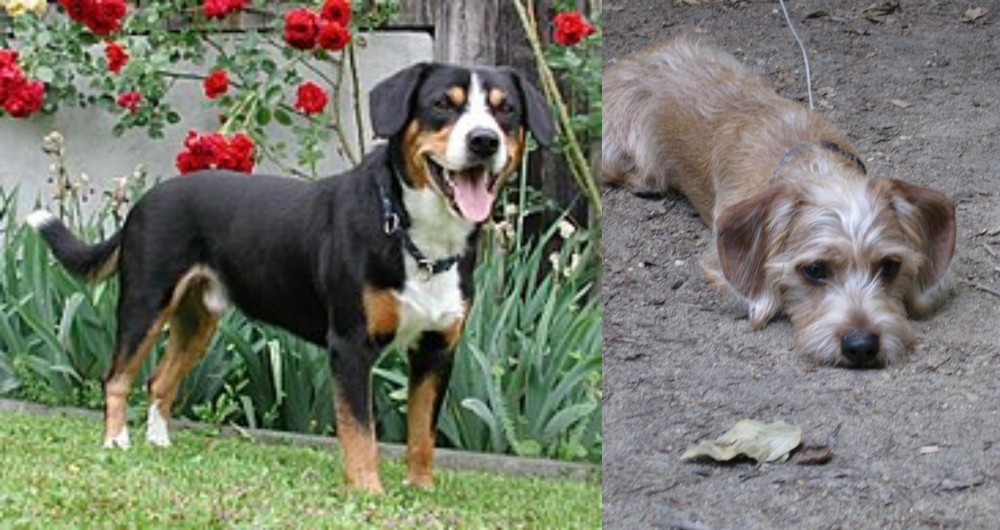 Schweenie vs Entlebucher Mountain Dog - Breed Comparison