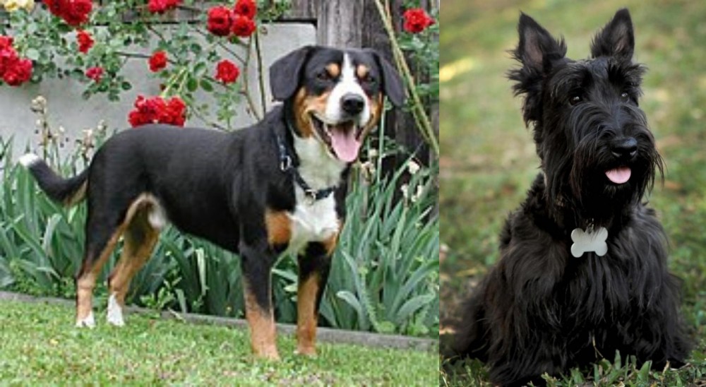 Scoland Terrier vs Entlebucher Mountain Dog - Breed Comparison