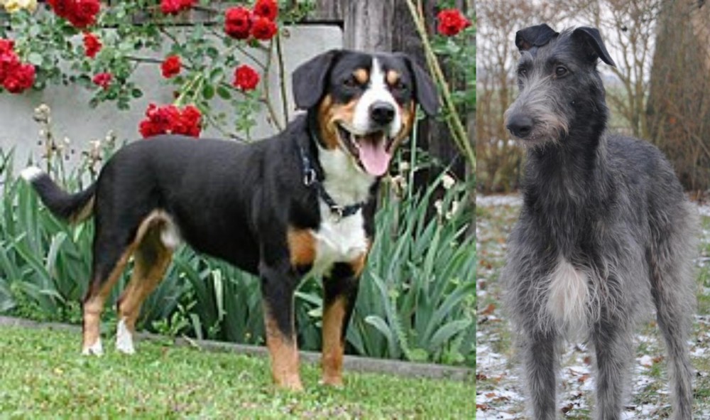 Scottish Deerhound vs Entlebucher Mountain Dog - Breed Comparison