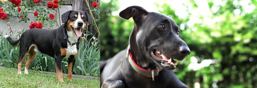 Shepard Labrador vs Entlebucher Mountain Dog - Breed Comparison