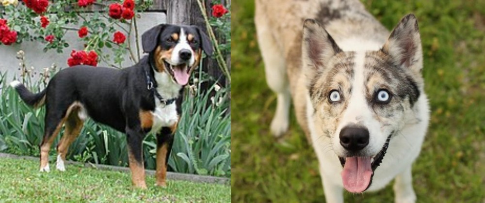 Shepherd Husky vs Entlebucher Mountain Dog - Breed Comparison