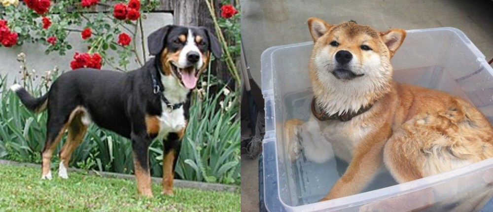 Shiba Inu vs Entlebucher Mountain Dog - Breed Comparison