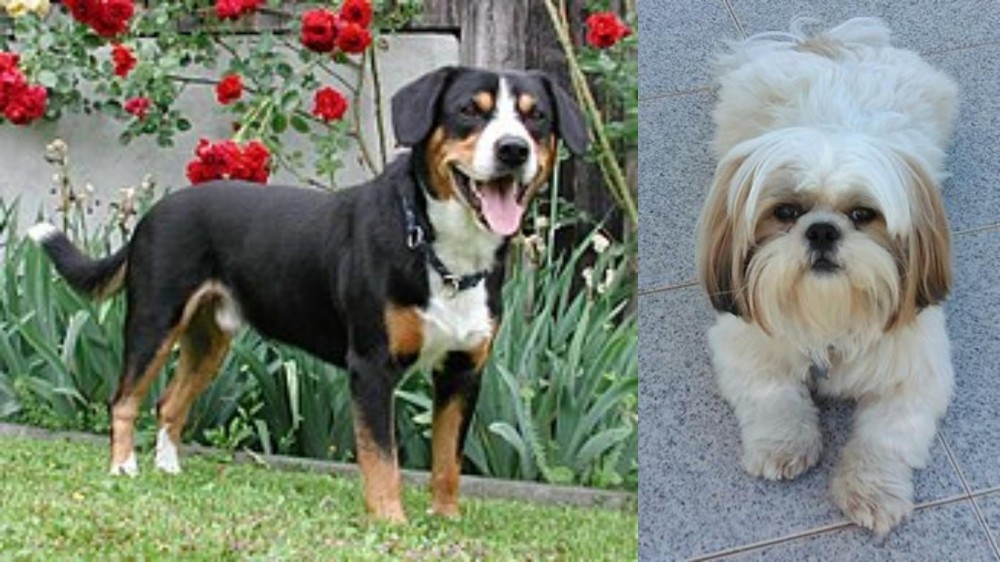 Shih Tzu vs Entlebucher Mountain Dog - Breed Comparison