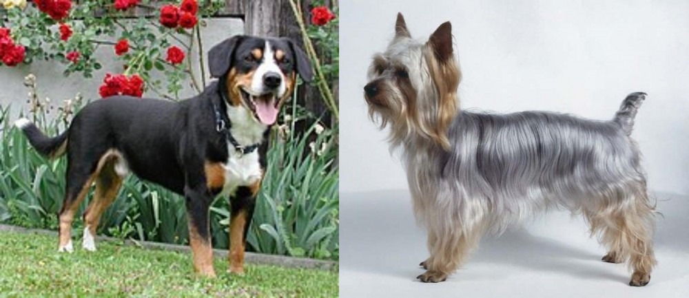Silky Terrier vs Entlebucher Mountain Dog - Breed Comparison