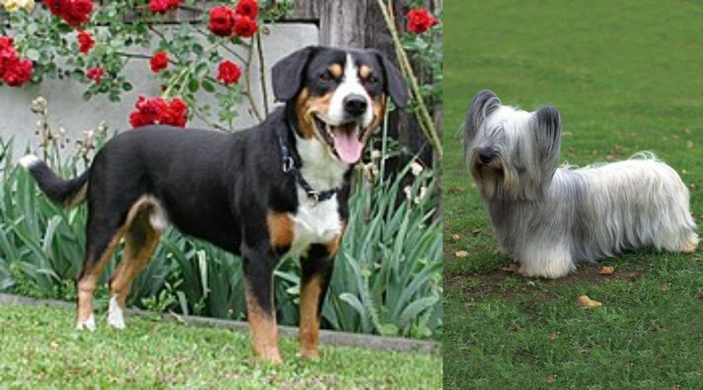 Skye Terrier vs Entlebucher Mountain Dog - Breed Comparison