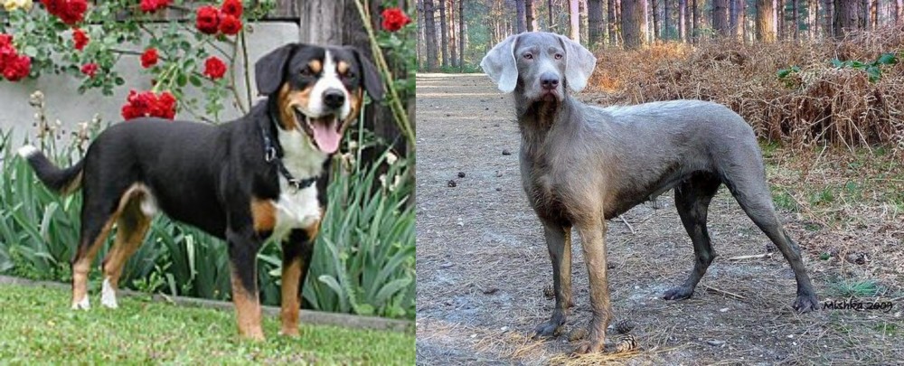 Slovensky Hrubosrsty Stavac vs Entlebucher Mountain Dog - Breed Comparison